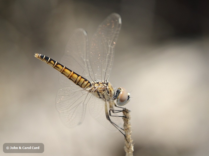 J16_1889 Selysiothemis nigra female.JPG